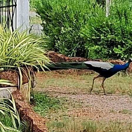 Arachiwil Green Nature Resort Puttalam Extérieur photo