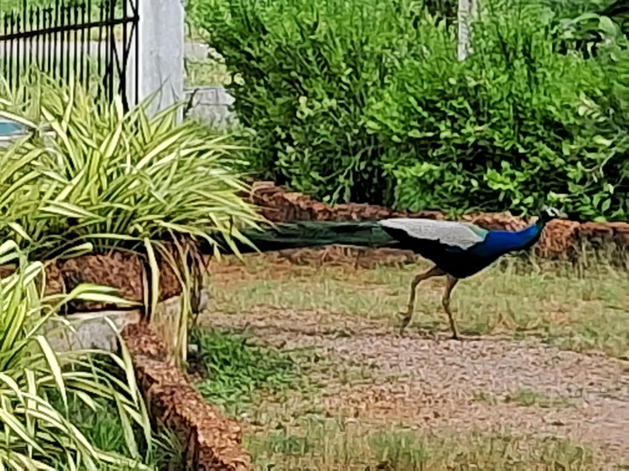 Arachiwil Green Nature Resort Puttalam Extérieur photo