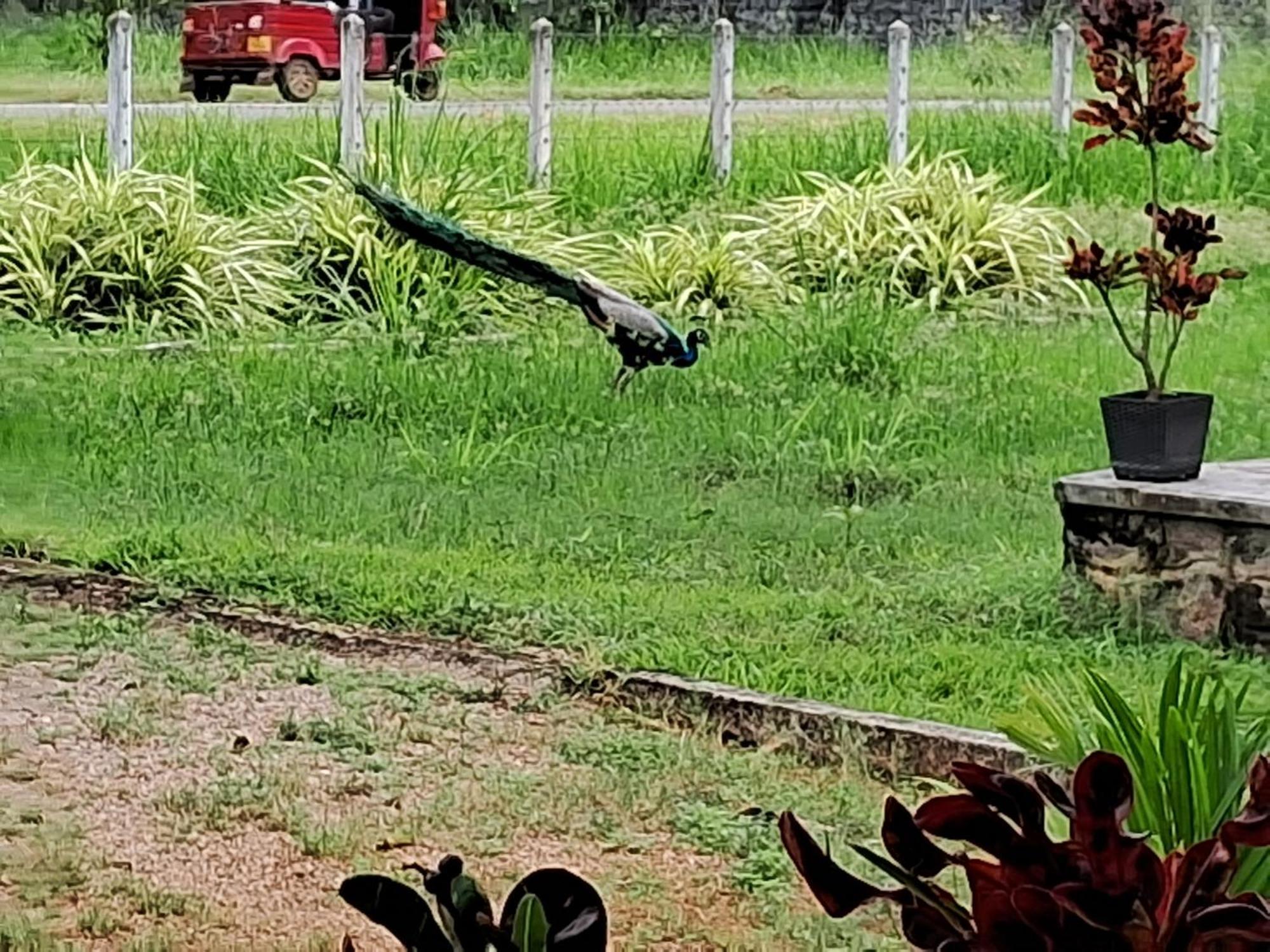 Arachiwil Green Nature Resort Puttalam Extérieur photo